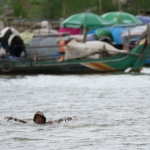 Swimming in the river junction