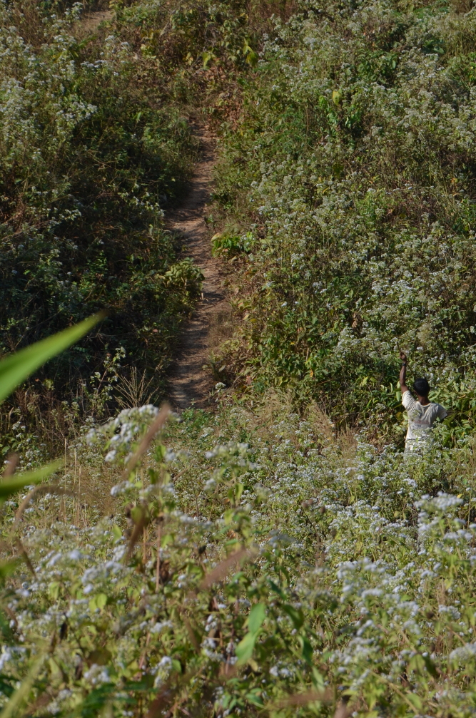 The path seen from the top