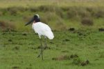Iberá National Park
