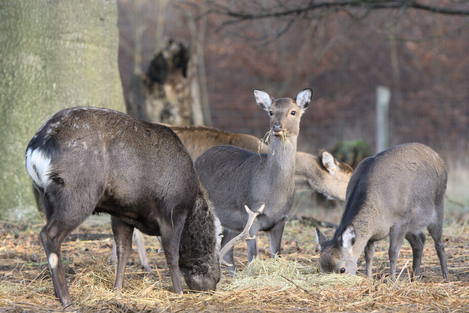 Fallow deer feeding in Jægersborg dyrehave