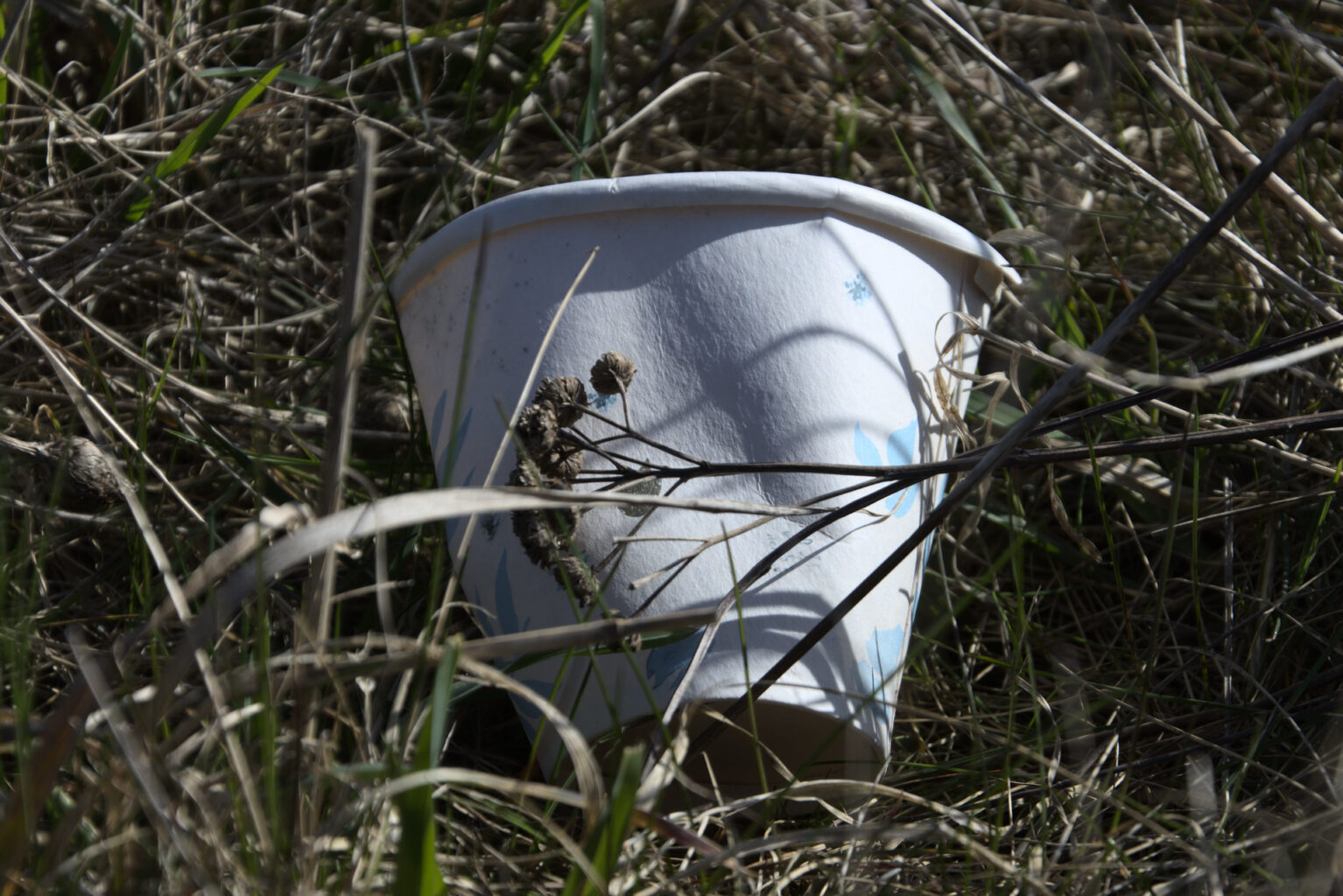 single use cup in the grass