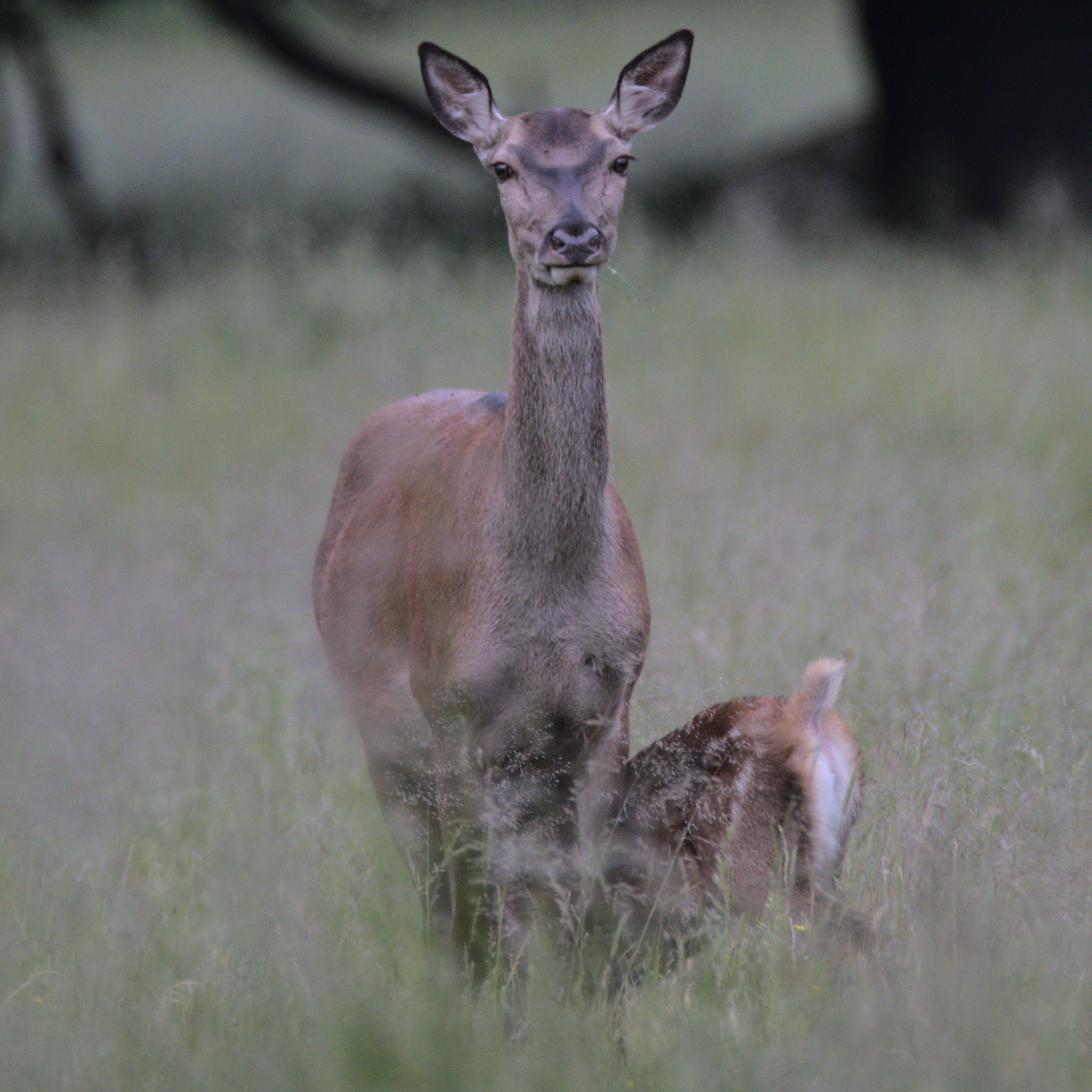 Red deer with calf