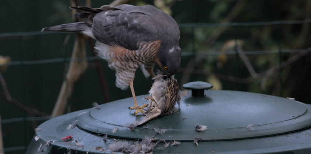 Sparrowhawk