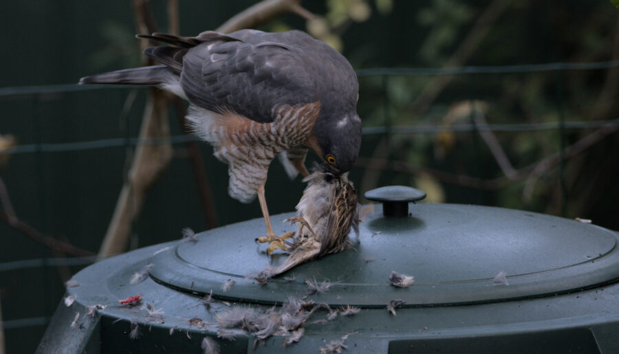 Sparrowhawk