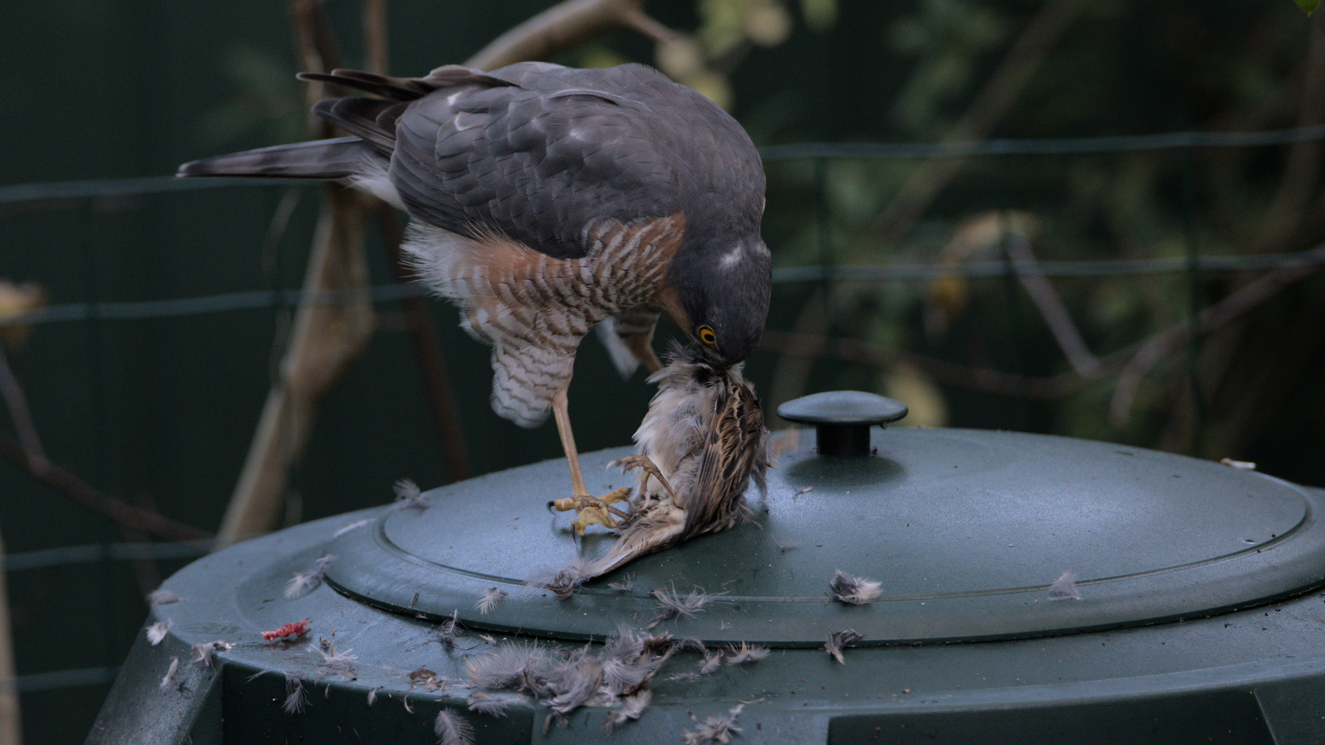 Sparrowhawk