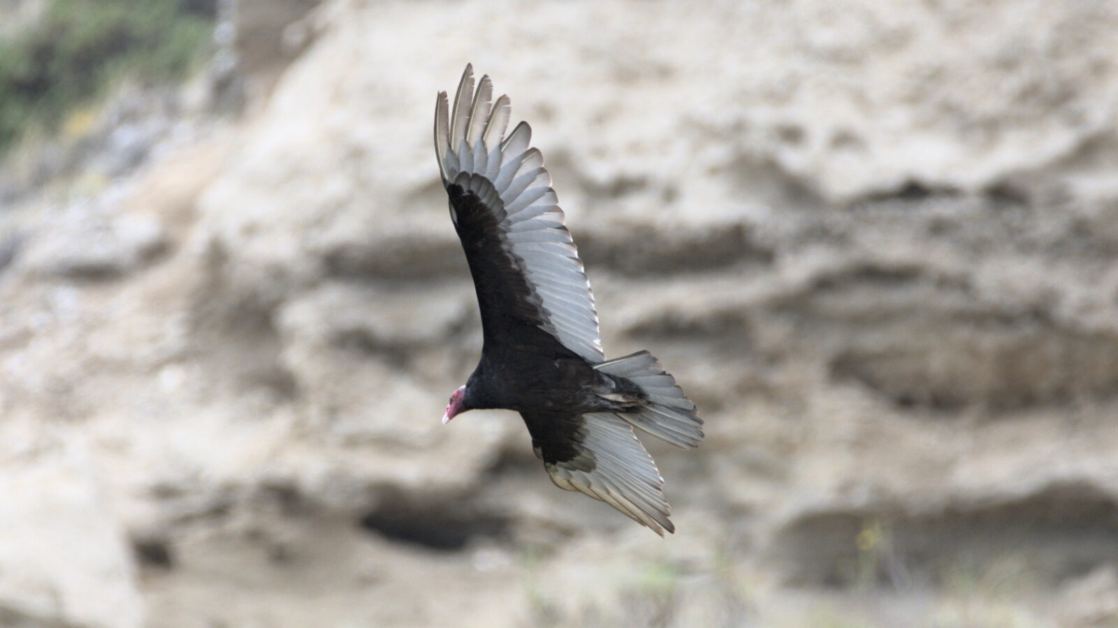 
Turkey Vulture (Cathartes aura)