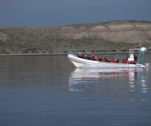 Whale watching