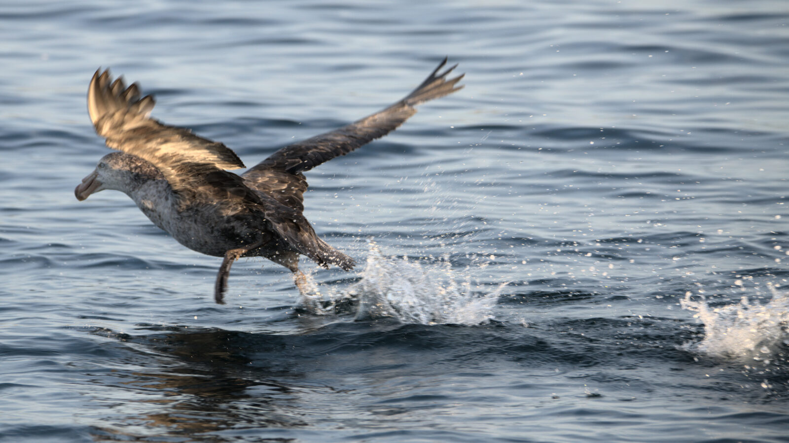 Southern Giant Petrel taking off