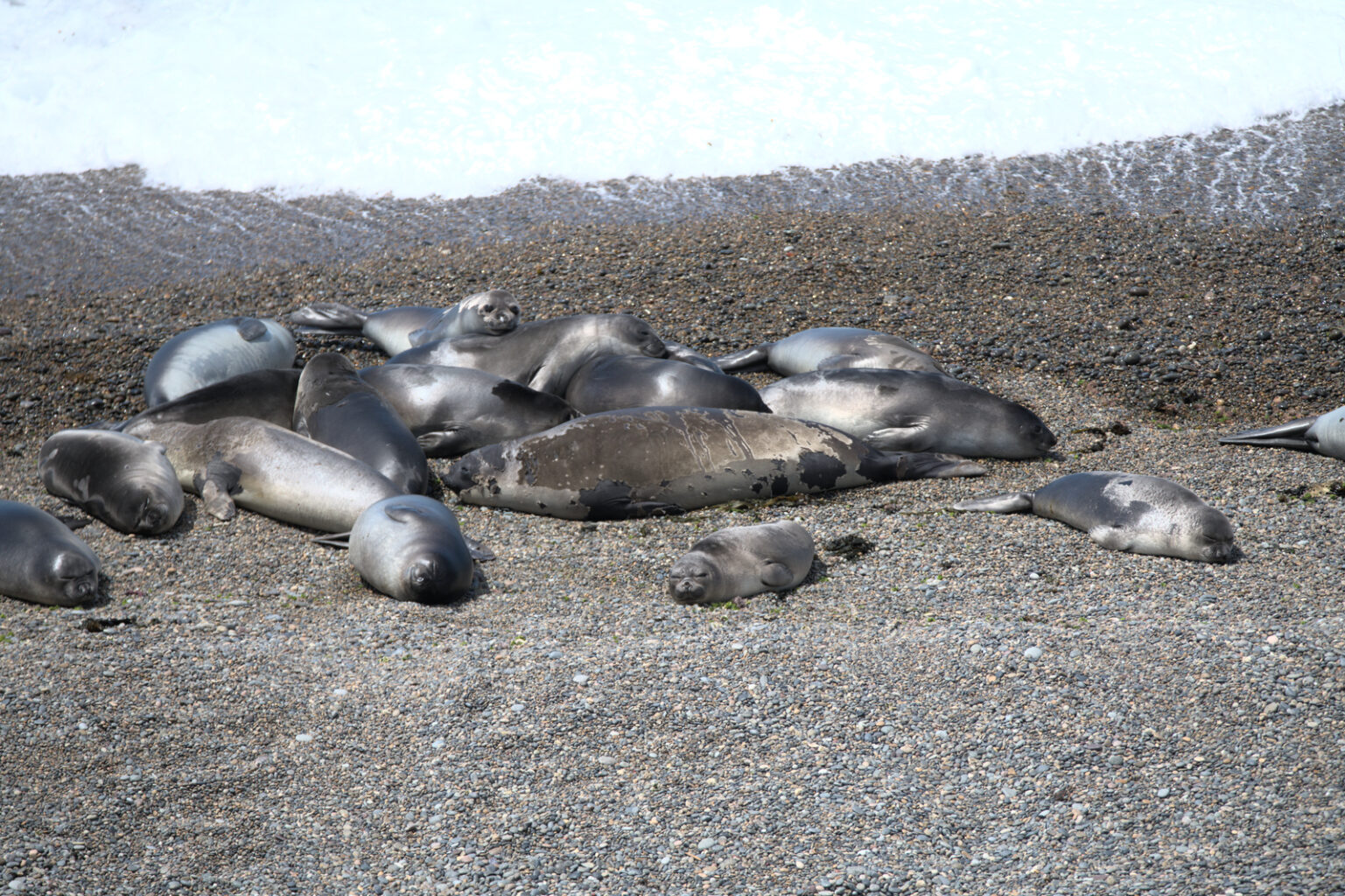 Sea elephants