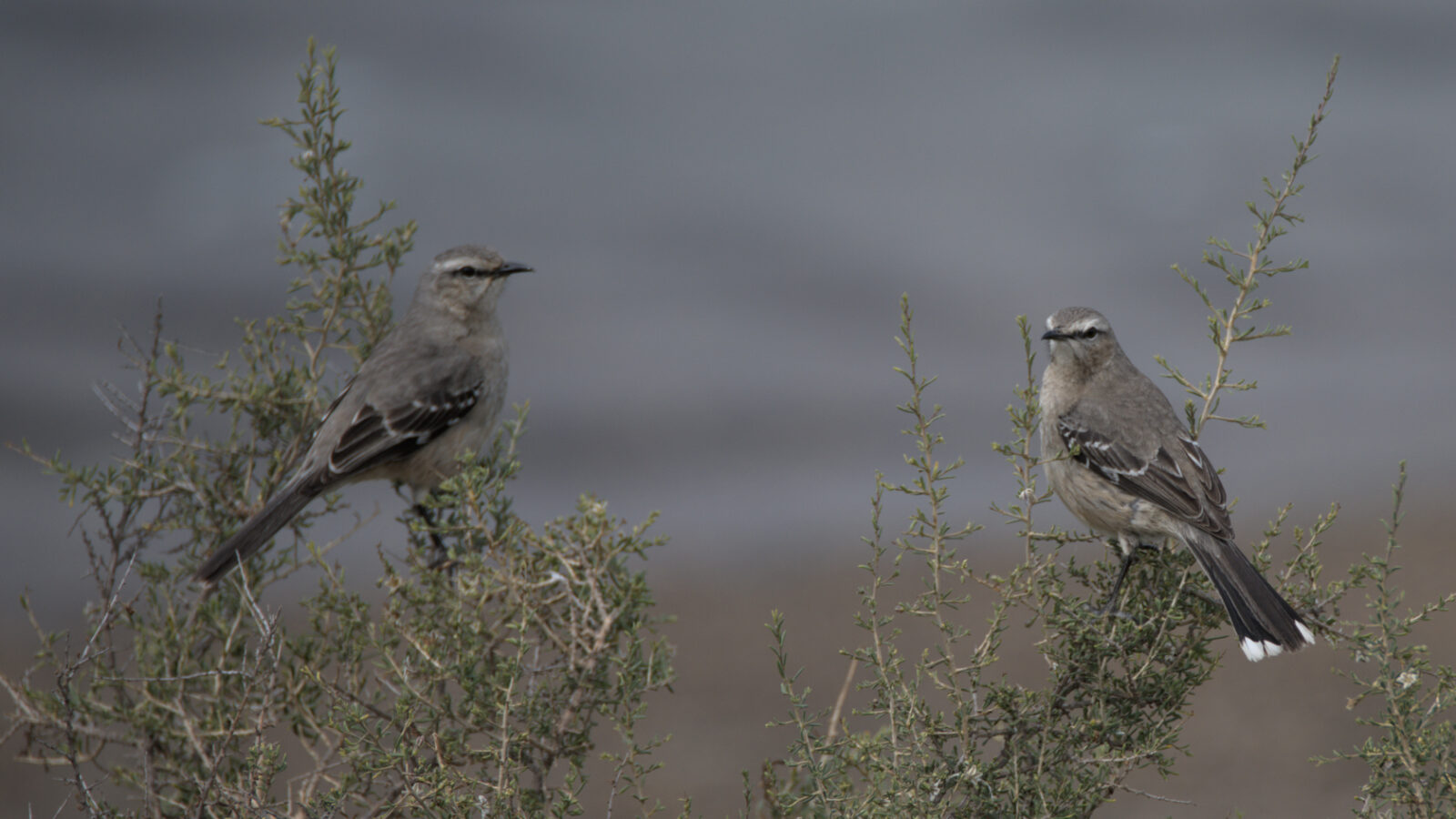 Unknown bird living on the low bushes in the coastal areas 