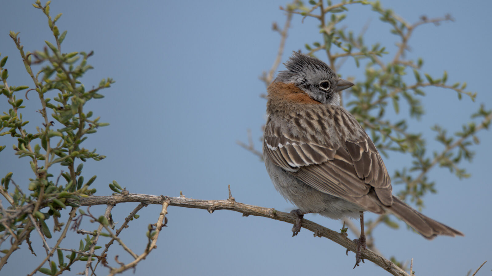 
Rufous-collared Sparrow (Zonotrichia capensis)