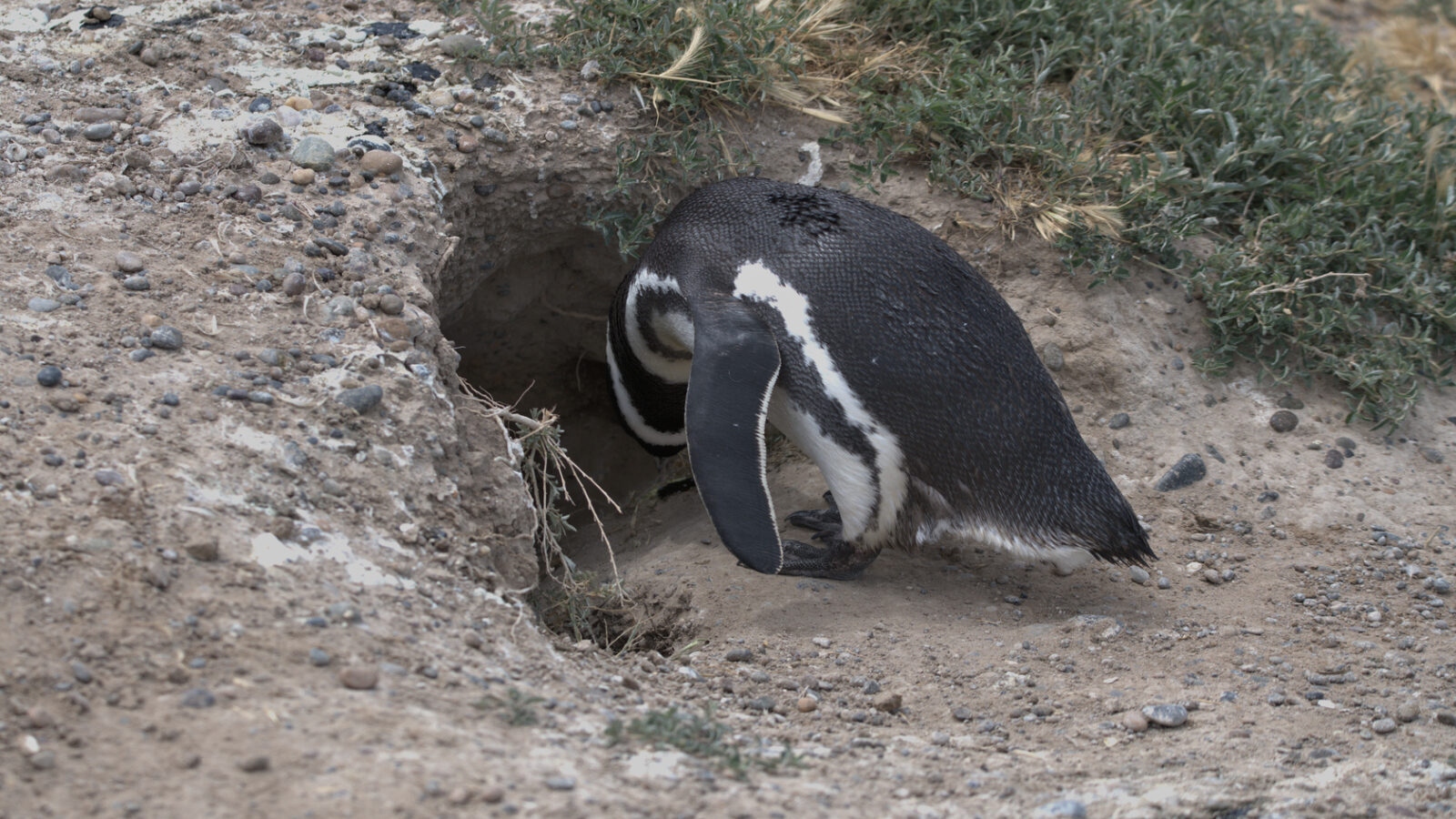 Magellan Penguin in cave