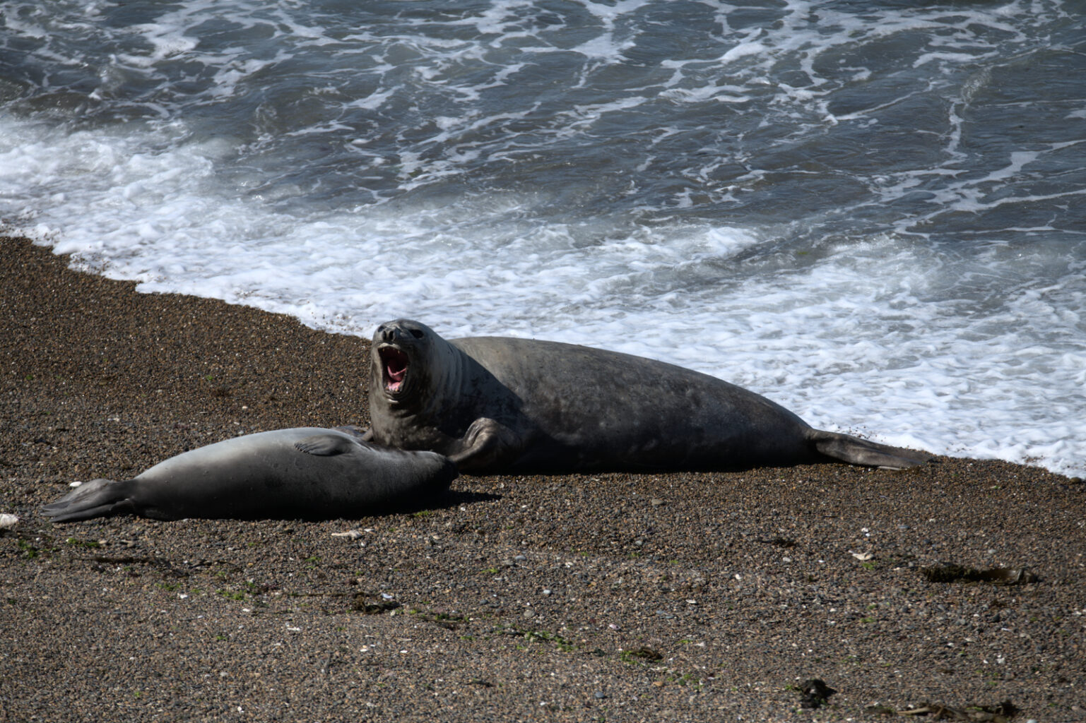 Sea elephants - a male and a female