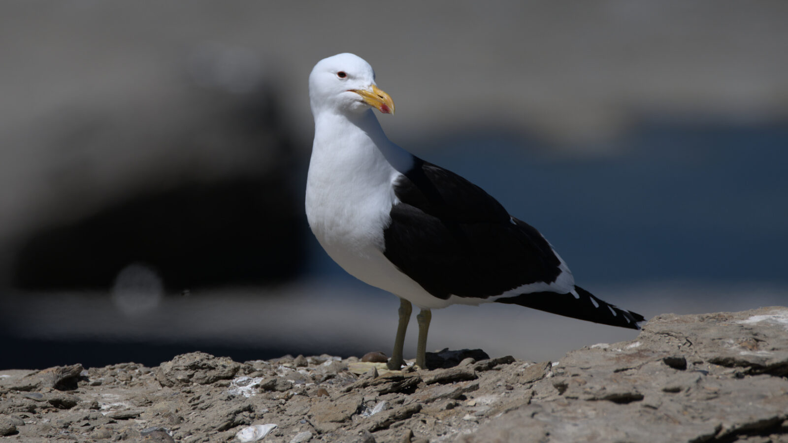 Kelp gull