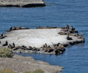 Sea lions and Elephants
