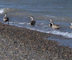 Birds on Peninsula Valdes