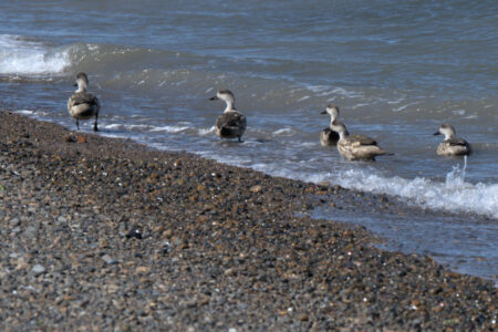Birds on Peninsula Valdes