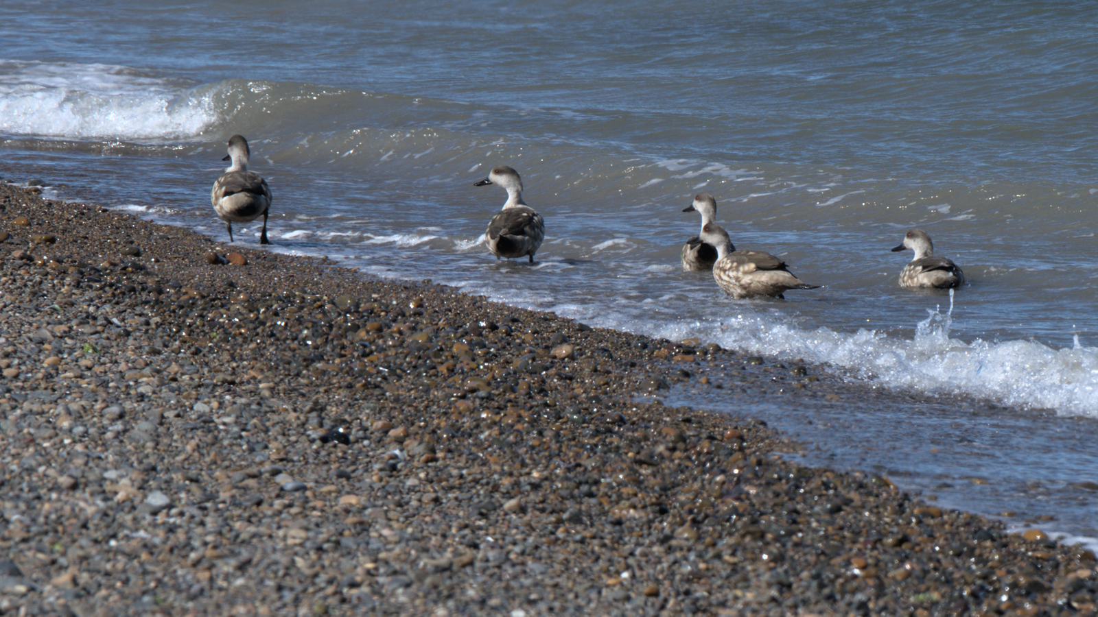 Ducks on the beach