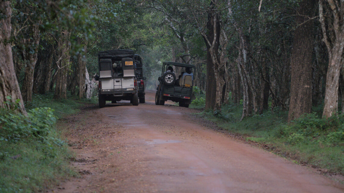 Safari vans in Wilpattu National Park