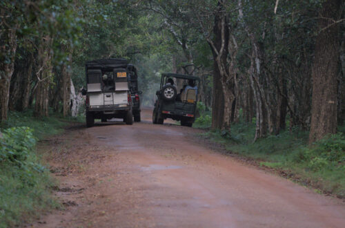 Safari vans in Wilpattu National Park